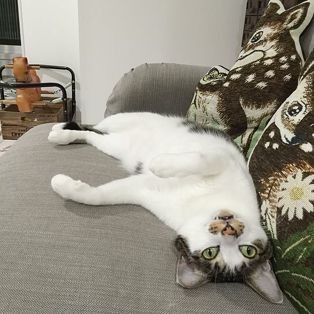 yuchiさんの実例写真
