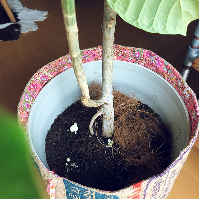 pさんの実例写真