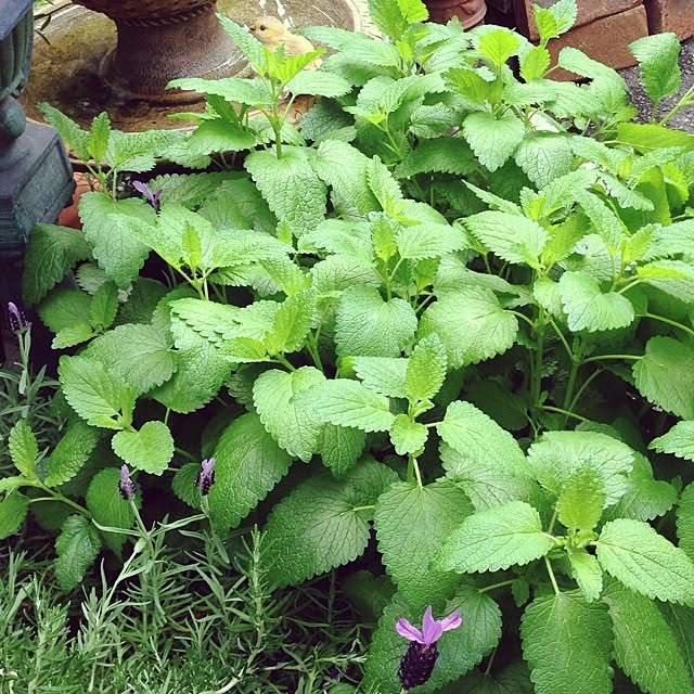 lavender_roseさんの実例写真