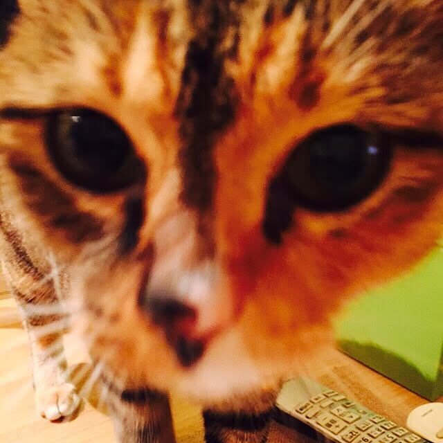 Mopmamaさんの実例写真