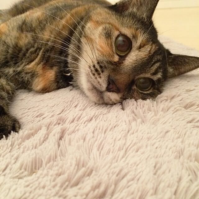 kikinanaさんの実例写真