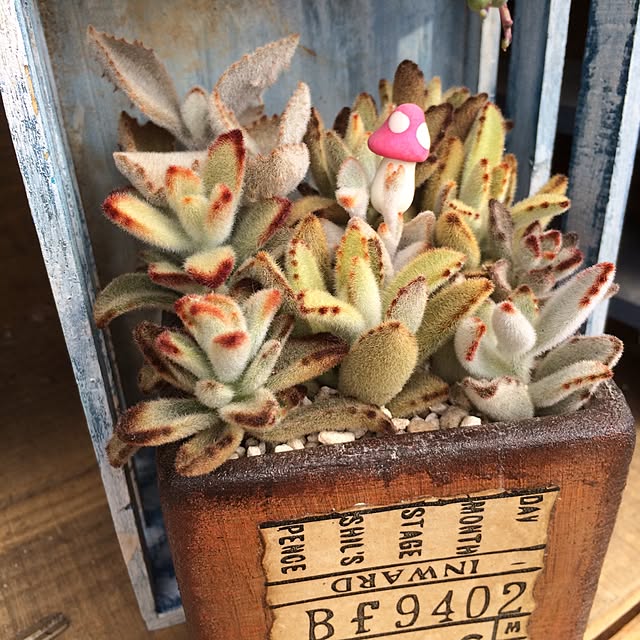 minn029さんの実例写真