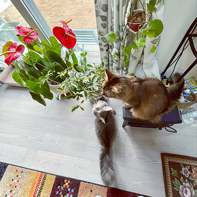 paradise_viewさんの実例写真