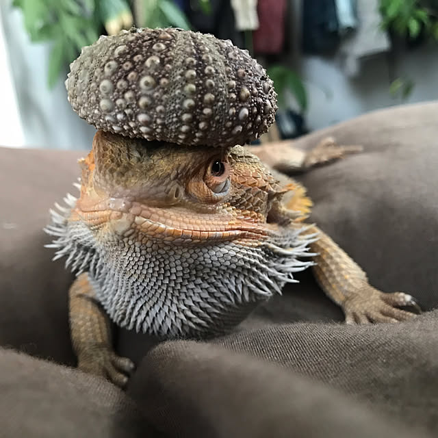 japitonさんの実例写真