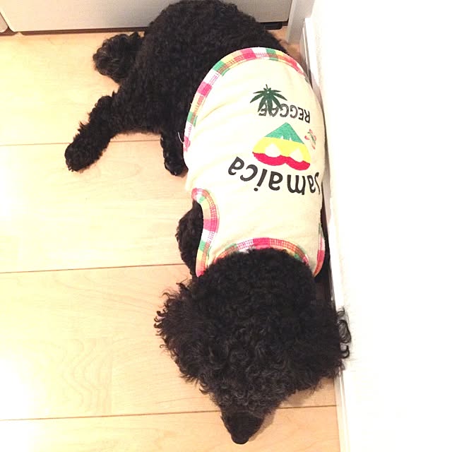 dicekbeetleさんの実例写真