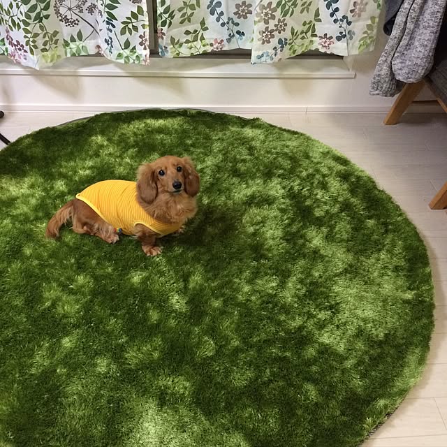 nohohonさんの実例写真