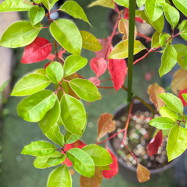 fawnさんの実例写真