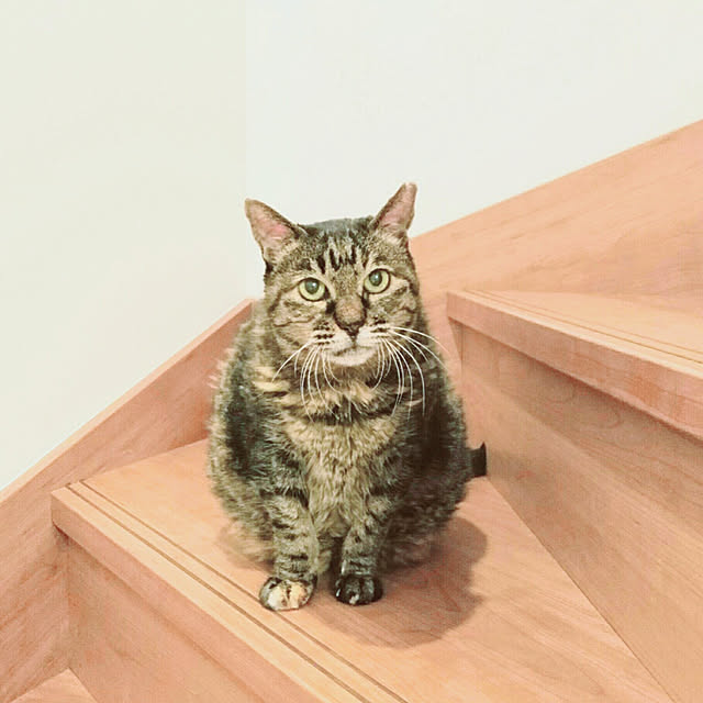 aiさんの実例写真
