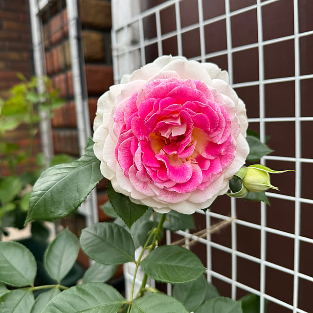 RoseLife5818さんの実例写真