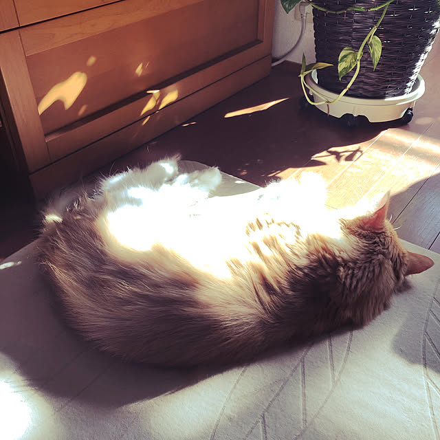uchidaizuさんの実例写真