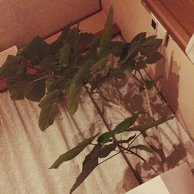 yuuさんの実例写真
