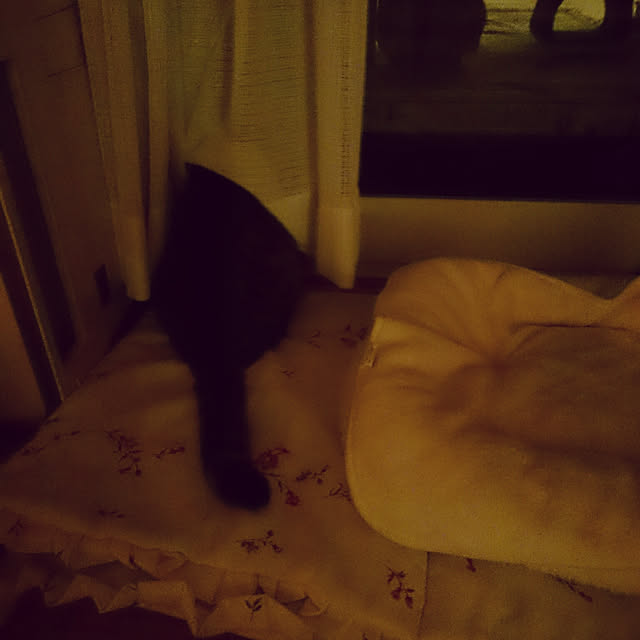 lilyさんの実例写真