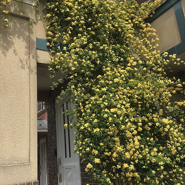 Mikaさんの実例写真
