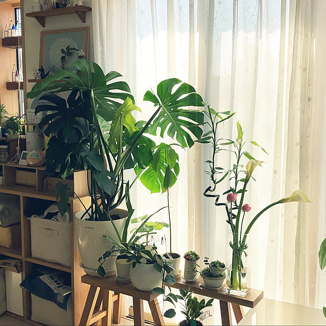 loliontoaliceveの-モンステラ 観葉植物 送料無料 モンステラ6号 プレゼント ギフト 卒業祝い 入学祝い 退職祝い 新築祝い 引越し祝い 開店祝い 開所祝い 開業祝い 移転祝い 誕生日 お礼 お祝い 結婚記念日 結婚祝い 就職祝いの家具・インテリア写真