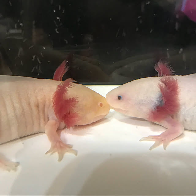 satatinさんの実例写真