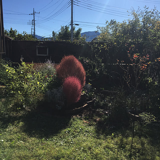 shigimiさんの実例写真