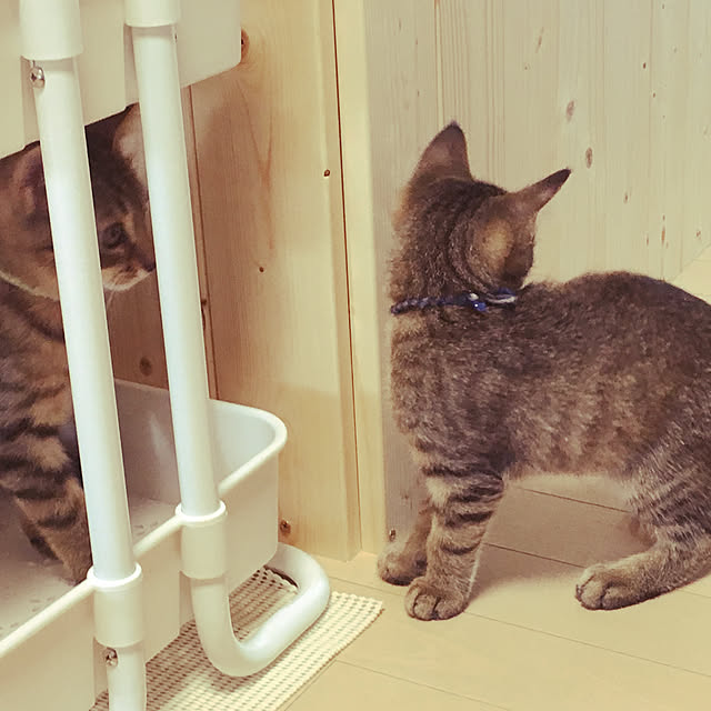 実例写真