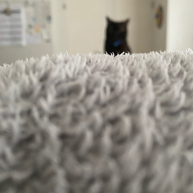 okapiさんの実例写真