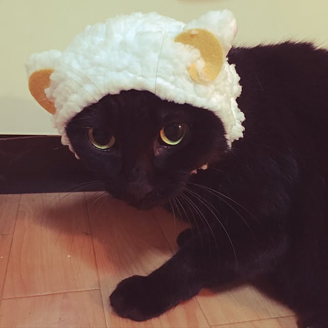 toufuさんの実例写真