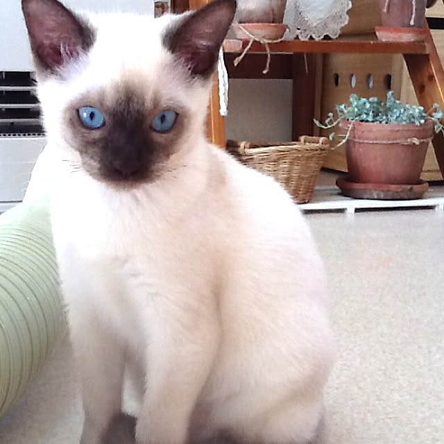 chadoさんの実例写真
