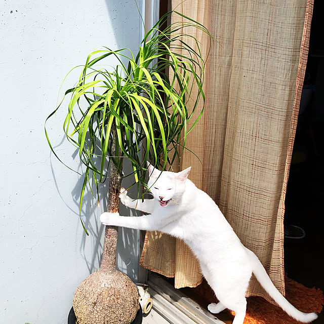 iiimonoさんの実例写真