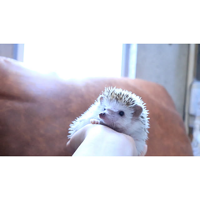 Chikakoさんの実例写真