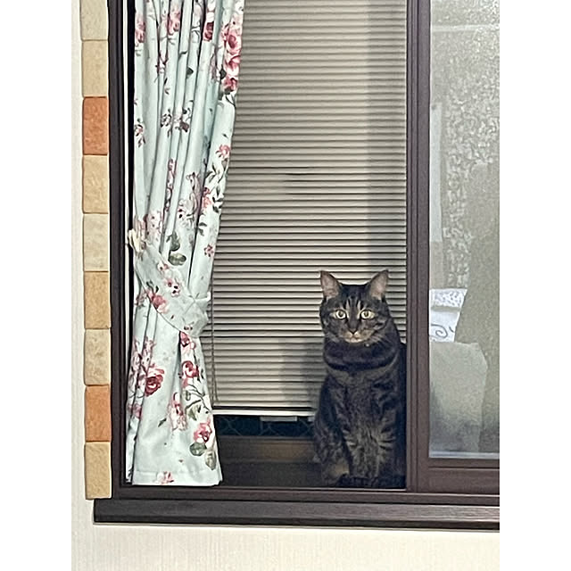 momocchiさんの実例写真