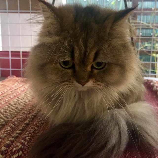 butachanさんの実例写真