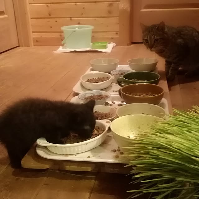 Maki-nekomamireさんの実例写真