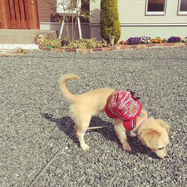 実例写真