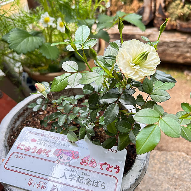 akaidarumaさんの部屋
