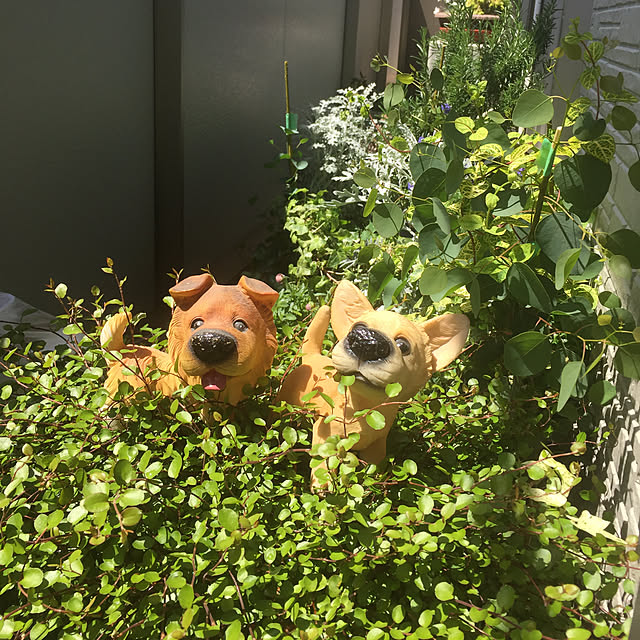 旦那にて怒鳴り食らうわぁー！/緑大好き❤/お花大好き♡/もう置き場が無いベランダ/断捨離にて捨てられない犬達...などのインテリア実例 - 2018-04-29 10:49:09