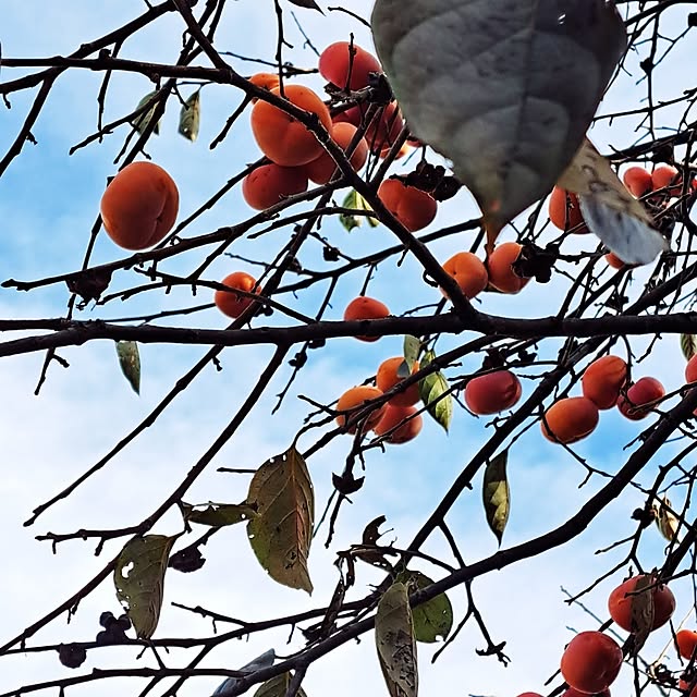 shinoさんの部屋