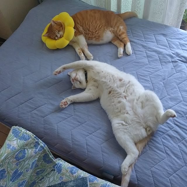 NOAHさんの部屋