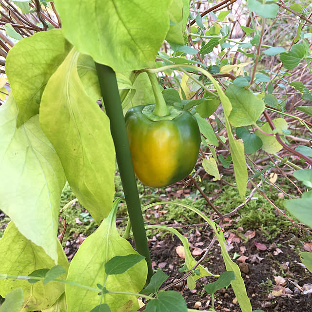 よく頑張りました^ ^/植え付けから半年/パプリカ(黄色)/朝晩寒い/秋の気配✨...などのインテリア実例 - 2020-10-28 11:53:55