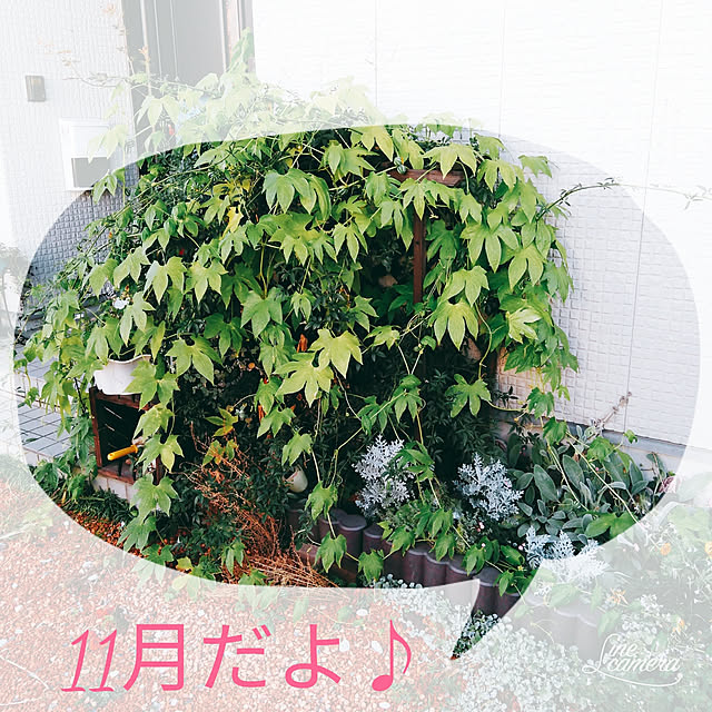 posauruさんの実例写真