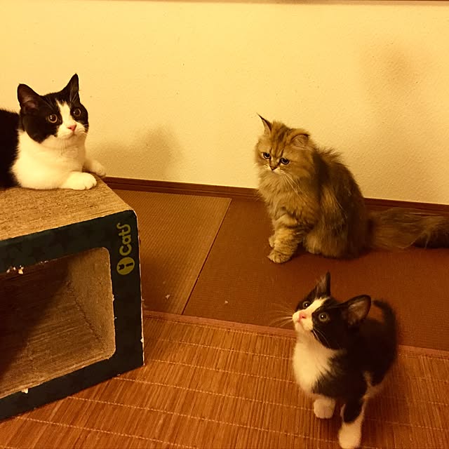 butachanさんの実例写真
