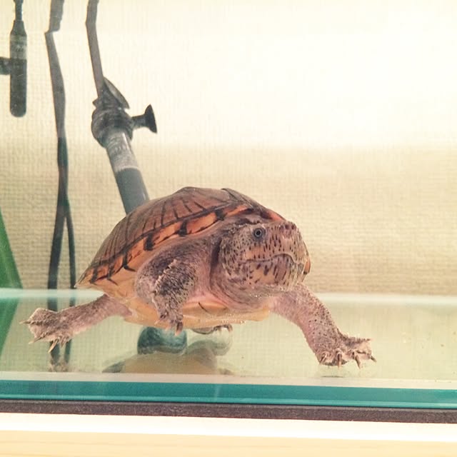 Ikumuさんの実例写真