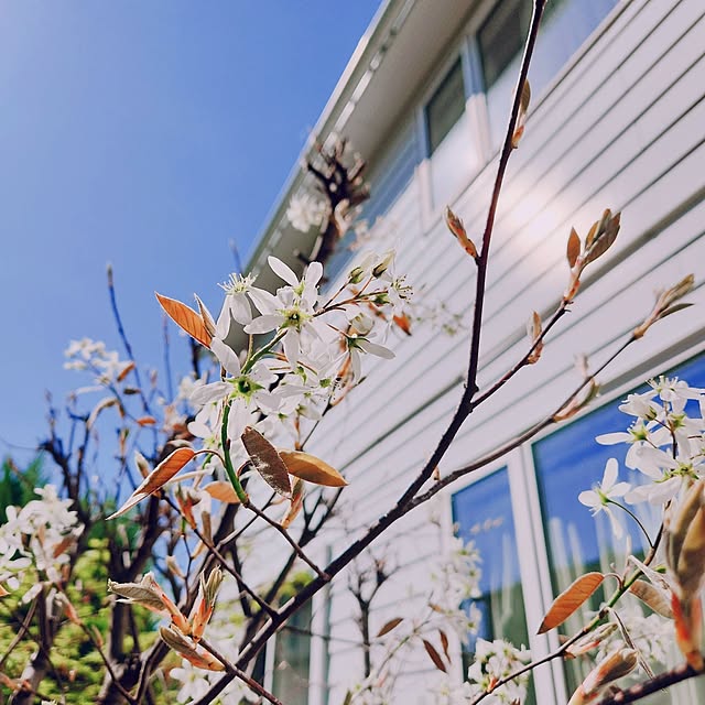 surviveさんの実例写真