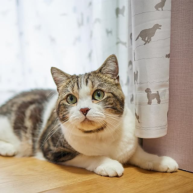 実例写真