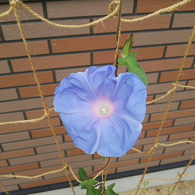 miiさんの実例写真