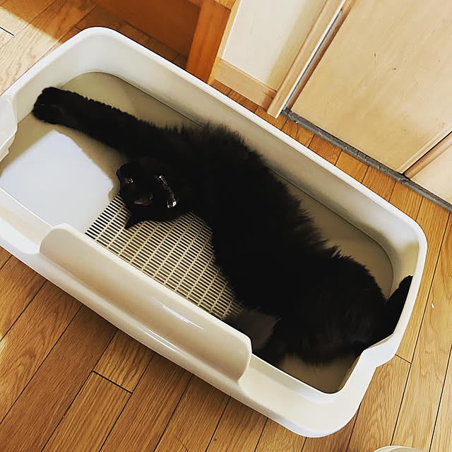 prelumoさんの部屋