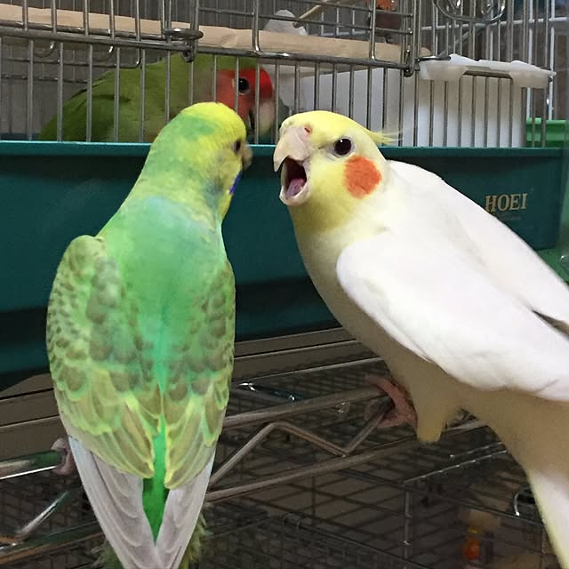 toratanさんの実例写真