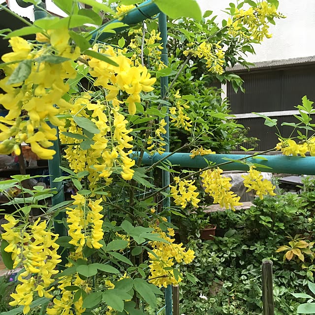 Ryokoさんの実例写真