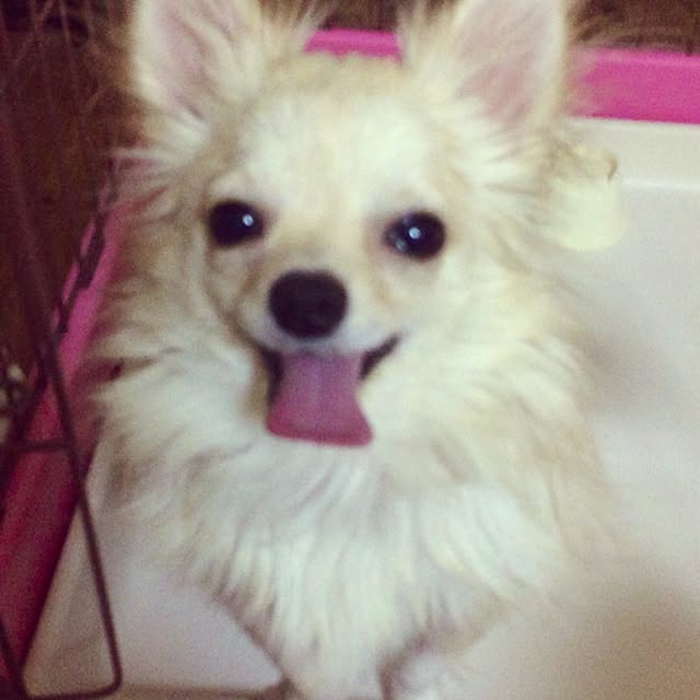 marigonさんの実例写真
