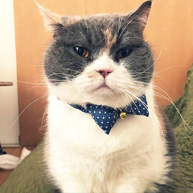 tsugumo8300さんの実例写真