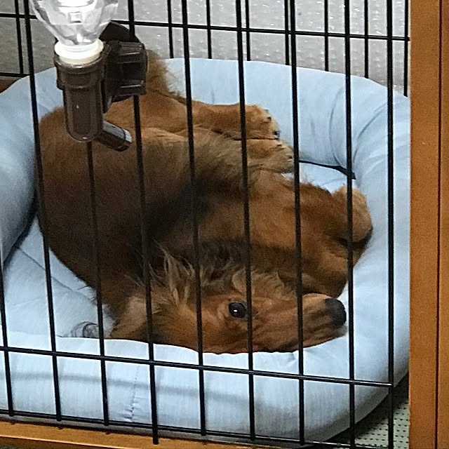 akosanさんの実例写真