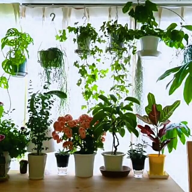 necopeeさんの実例写真