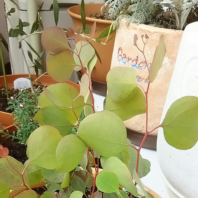 naopyiさんの実例写真