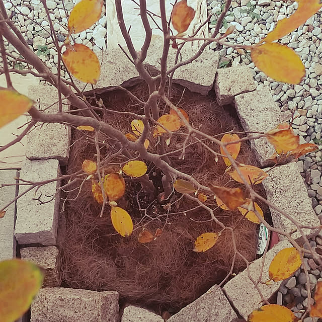 hanano087さんの実例写真